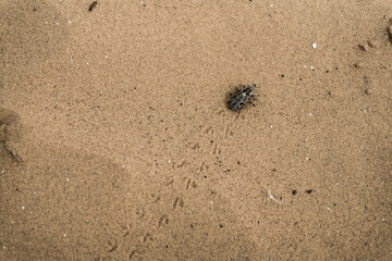 Minimalistic image of a beetle insect in the desert crawling on the sand, the insect leaves a footprint in the sand