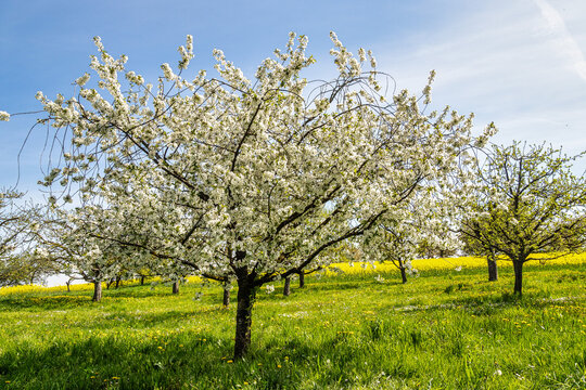 Cherry blossoms on the hills around Kalchreuth, Germany in Franconian Switzerland