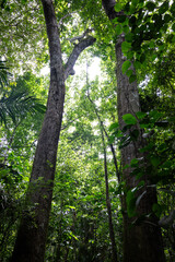trees in the rainforest