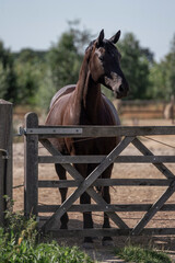 Black beautiful mare standing infront of a gate looking pretty in paddock paradise