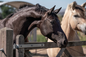 Black horse beautiful mare stretching her neck to look