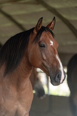 Obraz premium Beautiful brown Lusitano Alter Real mare