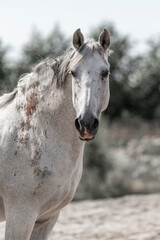 Grey horse Andalusian stallion portrait