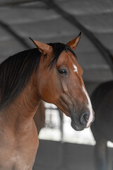 Obraz premium Beautiful brown Lusitano Alter Real mare