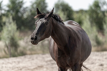Fototapeta premium horse living in paddock paradise free