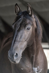 Fototapeta premium Beautiful horse portrait looking pretty with a soft look in his eyes