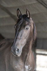 Obraz na płótnie Canvas horse living in paddock paradise free