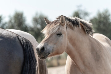 Obraz premium Fjord horse pony smelling some other horse but in paddock paradise