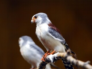 The pygmy falcon (Polihierax semitorquatus) or African pygmy falcon is a bird of prey native to eastern and southern Africa.  Falconidae family.