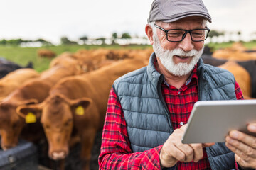 Farmer with tablet standing in front of cows