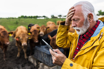 Worried farmer in front of cows on ranch