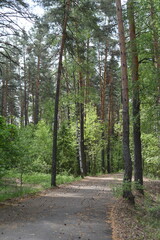 The asphalt road goes deep into the pine forest. Numerous bumps are lying on the road. Vertical.