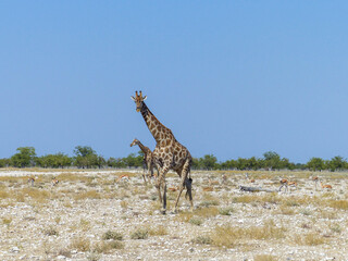 giraffe and Landscape in a Etosha National Park near a waterhole Gemsbokvlakte in Namibia Africa