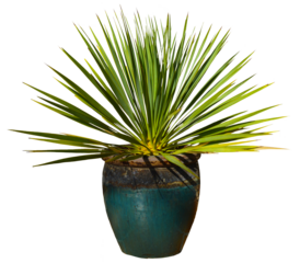Titre  arbre palmier Yucca en pot isolé et sur fond transparent pour illustrations, plans d'aménagement paysager, dessins d'architecture, décoration