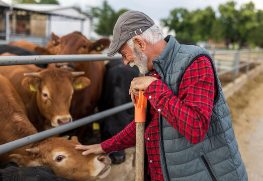 Farmer cuddling cows on farm