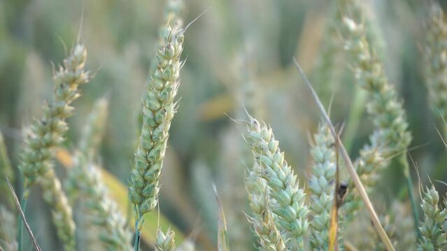 Wheat field at sunset. An ear of wheat swings slowly in the wind on a summer day. Ecological agriculture, subsistence farming. Vegetarianism and a healthy lifestyle.