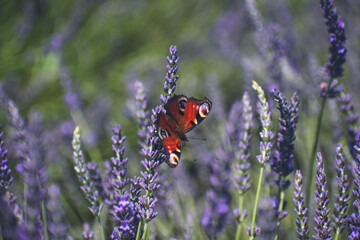 butterfly on a lavender field. a large lavender field bloomed, a purple flower