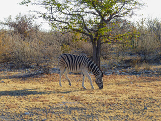 Fototapeta na wymiar zebra and Landscape in a Etosha National Park near a waterhole Gemsbokvlakte in Namibia Africa