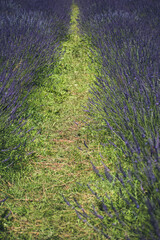 a large lavender field bloomed, a purple flower