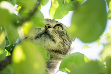 the cat hid in the tree. cat on a branch. portrait of a beautiful cat in a letter.
