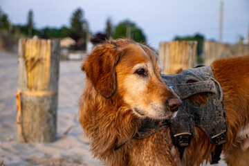 Close up side profile of a golden retriever wearing a harness after simming at a beach