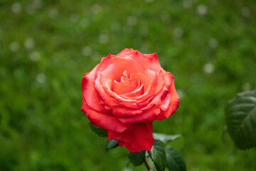 
Beautiful red rose flower in summer garden