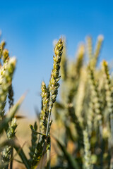 Zbliżenie na plony krajobrazu wiejskiego w porze letniej, pola kwitnące a wraz z nimi plony i drzewa w oddali na tle błękitnego nieba z niemalże bezchmurną pogodą © FIOMI