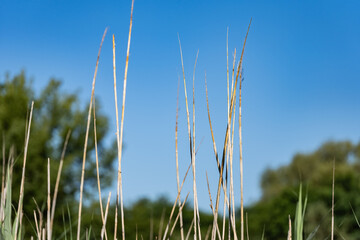 Zbliżenie na trawy krajobrazu wiejskiego w porze letniej, pola kwitnące a wraz z nimi plony i...