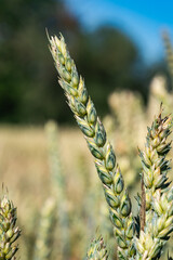 Zbliżenie na plony krajobrazu wiejskiego w porze letniej, pola kwitnące a wraz z nimi plony i drzewa w oddali na tle błękitnego nieba z niemalże bezchmurną pogodą © FIOMI
