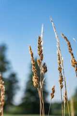 Zbliżenie na plony krajobrazu wiejskiego w porze letniej, pola kwitnące a wraz z nimi plony i drzewa w oddali na tle błękitnego nieba z niemalże bezchmurną pogodą © FIOMI