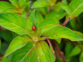 CLOSE UP, DOF: Small milkweed tortoise beetle on vibrant green leafy flower