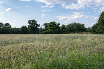 Panoramiczny krajobraz pola uprawnego w okresie wzrostów pory letniej w zachodniej Polsce - obrazy, fototapety, plakaty