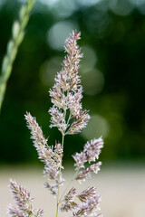 	
Panorama krajobrazu wiejskiego w porze letniej, trawy rosnące przy kwitnących polach na tle błękitnego nieba z niemalże bezchmurną pogodą