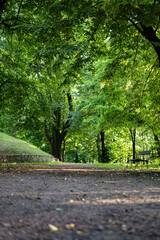 Ścieżka w parku ławki pośród drzew zielony klimat zachodnia polska - obrazy, fototapety, plakaty