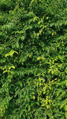 detail of a bush full of softly textured leaves in different shades of green under bright sunlight outdoors