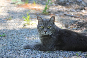 Cat looking for some petting