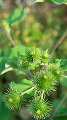 Green burdock. Green burdock close-up. Burdock beetle