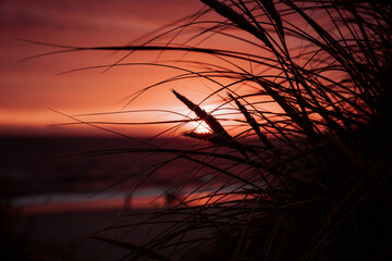 landscape and sunset at the beach of denmark with dune and grass