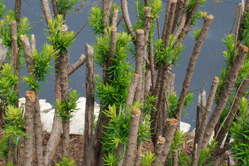 Eight weeks after this Yew bush was drastically trimmed back, new growth is flourishing.
