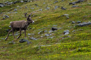 Naklejka na ściany i meble Wild reindeer in the tundra of Knivskjellodden, Norway