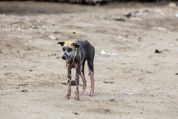 cute street dog with vitiligo