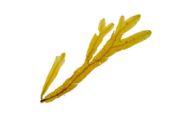 Dictyopteris polypodioides or Dictyopteris membranacea seaweed isolated transparent png. Netted wing weed brown alga © photohampster