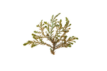 Ericaria selaginoides or Cystoseira tamariscifolia brown alga isolated transparent png. Bushy...