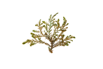 Ericaria selaginoides or Cystoseira tamariscifolia brown alga isolated transparent png. Bushy Rainbow Wrack seaweed with bright iridescent tips.