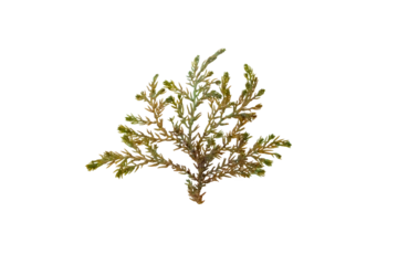 Poster Ericaria selaginoides or Cystoseira tamariscifolia brown alga isolated transparent png. Bushy Rainbow Wrack seaweed with bright iridescent tips. © photohampster