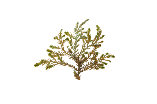 Ericaria selaginoides or Cystoseira tamariscifolia brown alga isolated transparent png. Bushy Rainbow Wrack seaweed with bright iridescent tips.