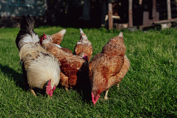Feeding hens in a traditional farmstead. Chickens in the barnyard in an organic farm. The concept of free-range poultry farming.