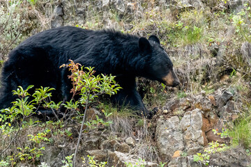 Black Bear