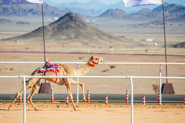 Camel racing for the king's cup, Al Ula, Saudi Arabia