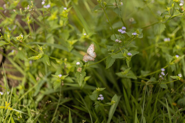 Adult White Peacock Moth